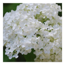 Invitations blanches d'hortensia