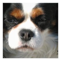Invitations cavalières de chien d'épagneul du Roi 