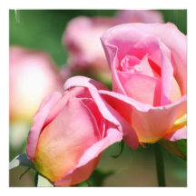 Invitations de bourgeon de rose de rose