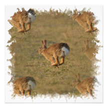 Invitations de houblonnage de lapin