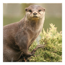 Invitations de loutre