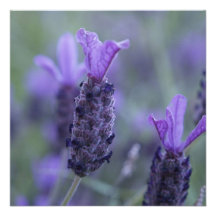 Invitations de photo de fleur de lavande