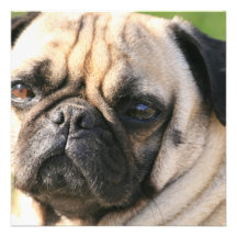 Invitations de race de chien de carlin