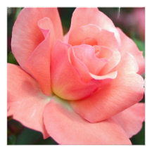 Invitations de rose de rose