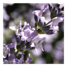 Invitations d'herbes de lavande