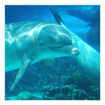 Invitations espiègles de dauphins