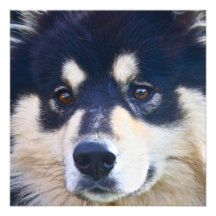 Invitations finlandaises douces de Lapphund