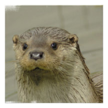 Invitations géantes de loutre de rivière