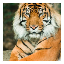 Invitations oranges de tigre