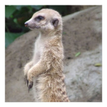 Invitations portées en équilibre de Meerkat
