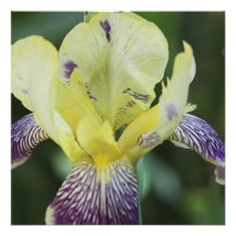 Invitations rares d'orchidée