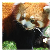 Invitations rouges mignonnes d'ours panda