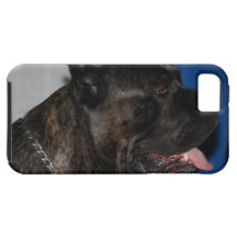 iPhone 5 C de modèle du vibe QPC de l'iphone 5 - c Coques Case-Mate iPhone 5