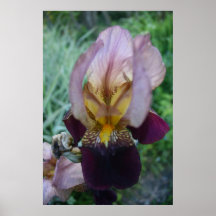 Iris Affiche