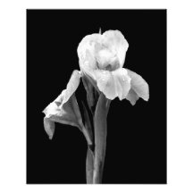 "Iris avec l'épreuve photographique de gouttes de 