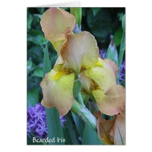 Iris barbu cartes de vœux