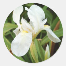 Iris blanc 2 autocollants