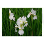 Iris blanc cartes de vœux