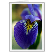Iris bleu II Carte De Vœux