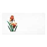 Iris bronzés modèle pour photocarte