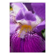 Iris Carte De Vœux