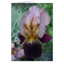 Iris Cartes