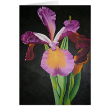 Iris Cartes De Vœux