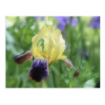 Iris historique - pourpre et jaune carte postale