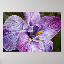 Iris japonais poster