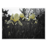 Iris jaunes impression photo