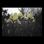 Iris jaunes photographie