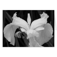 Iris noir et blanc cartes de vœux