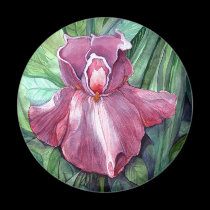 Iris rose magnets