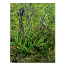 Iris, Vincent van Gogh Carte Postale
