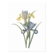 Iris Xiphium Carte Postale