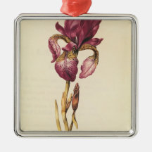 Irisez, de "La Guirlande de Julie", c.1642 Ornement
