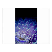 ITSY BITSY CARTES POSTALES