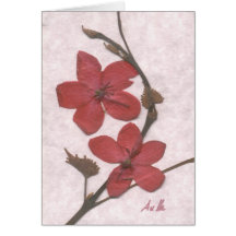 Ixora Carte