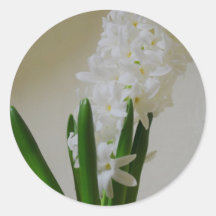 Jacinthe blanche autocollants