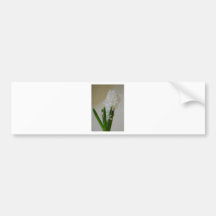 Jacinthe blanche autocollants pour voiture
