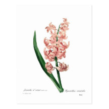 Jacinthe rose carte postale