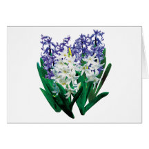 Jacinthes blanches et pourpres cartes
