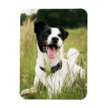 Jack Russell Magnets Rectangulaire