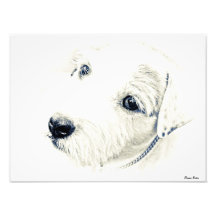 Jack Russell Terrier Impression Photo