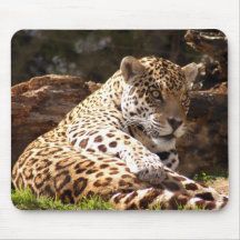 jaguar-6 tapis de souris