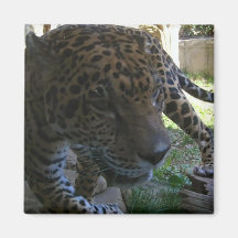 Jaguar Aimants Pour Réfrigérateur