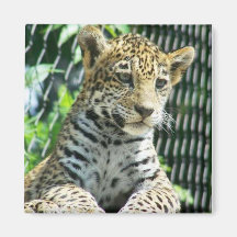 Jaguar CUB Aimant
