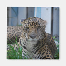 Jaguar Magnets Pour Réfrigérateur