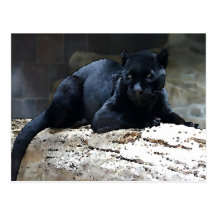 Jaguar noir carte postale