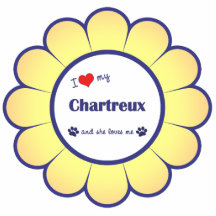 J'aime mon Chartreux (le chat femelle) Photo En Relief